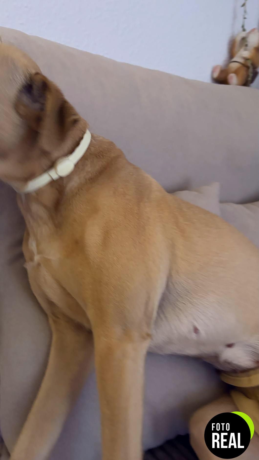 zotal-collar-antiparasitario-perro-60cm-foto-2